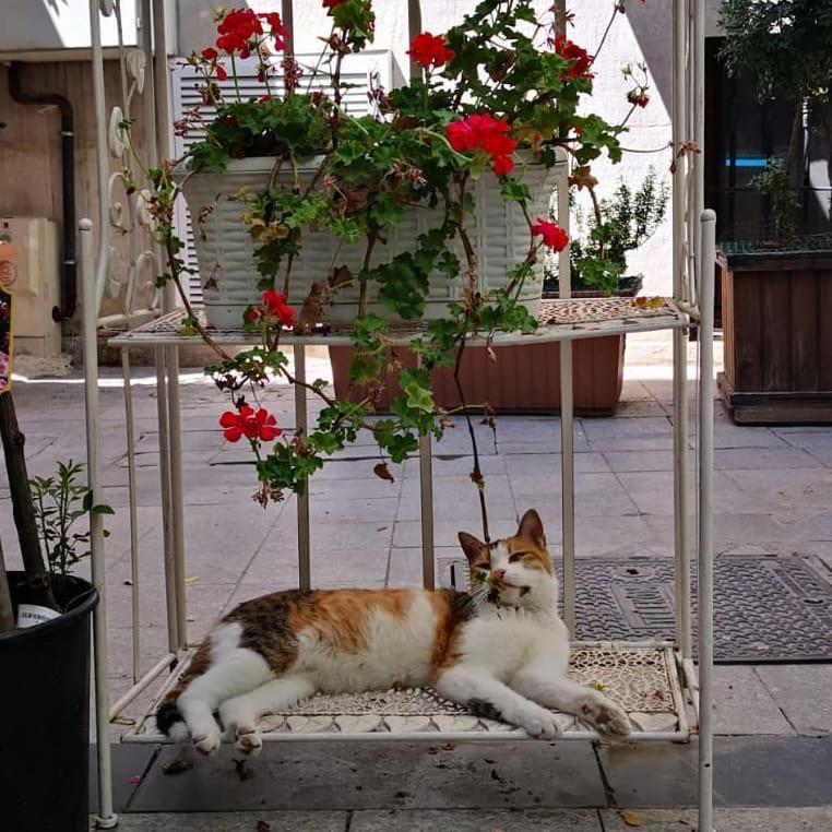 Gafa Garden Hostel & Apartments - Great Location Istanbul Luaran gambar